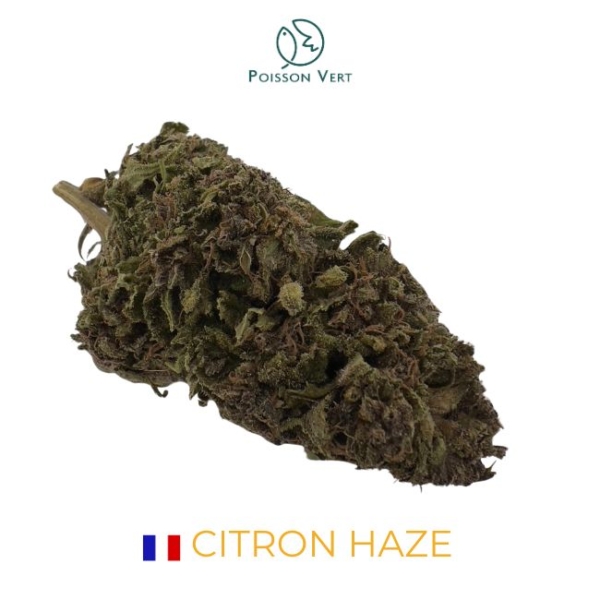 CITRON HAZE CBD - SOL VIVANT - FRANCE