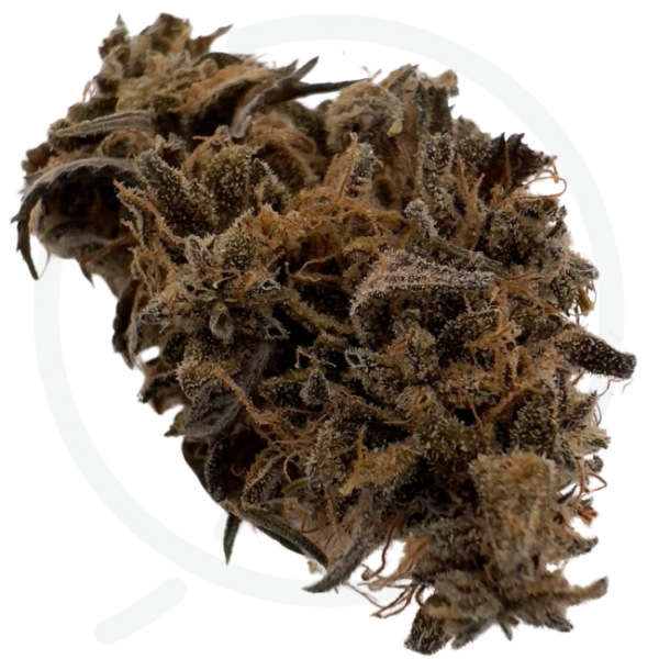 BLUE MERINGUE CBD - INDOOR – Image 2
