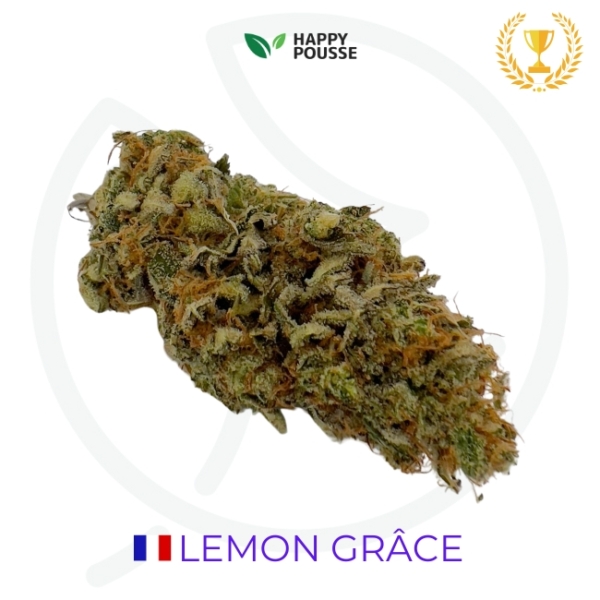 LEMON GRÂCE CBD - INDOOR