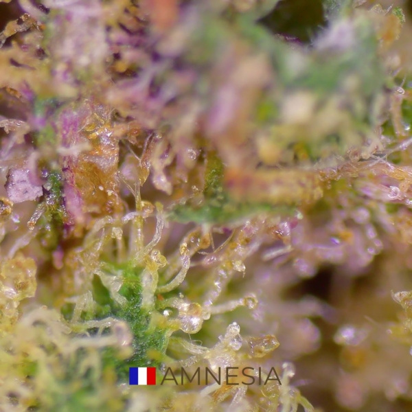 AMNESIA CBD - FRANCE - Image 3