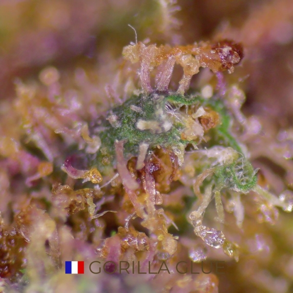 GORILLA GLUE CBD - FRANCE - Image 3