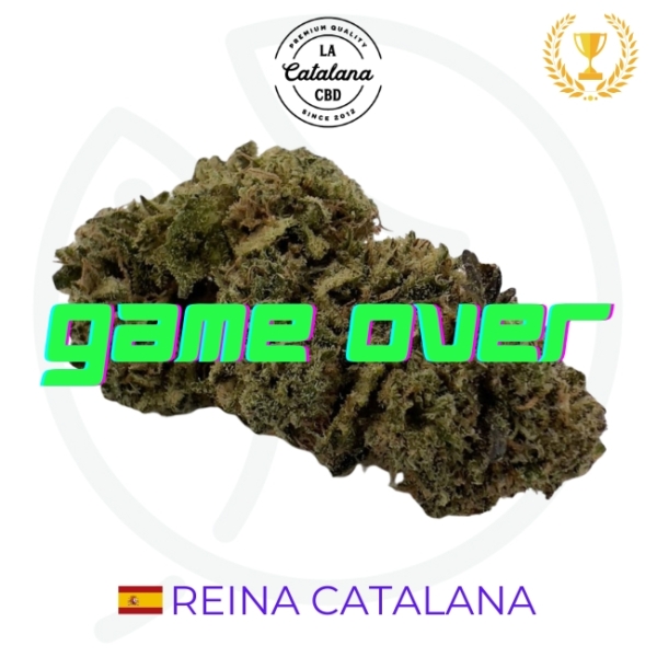 REINA CATALANA CBD - INDOOR - ESPAGNE