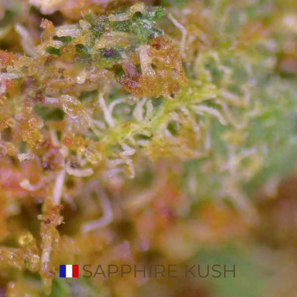 SAPPHIRE KUSH CBD - FRANCE - Image 3