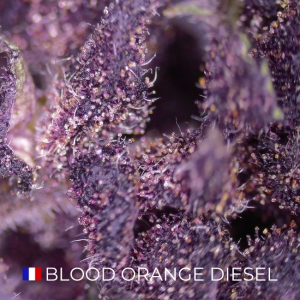 BLOOD ORANGE DIESEL CBD - FRANCE - Image 3