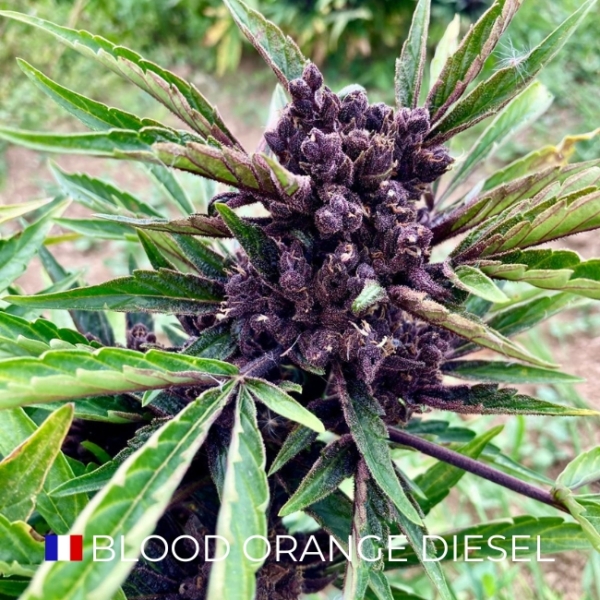 BLOOD ORANGE DIESEL CBD - FRANCE - Image 4