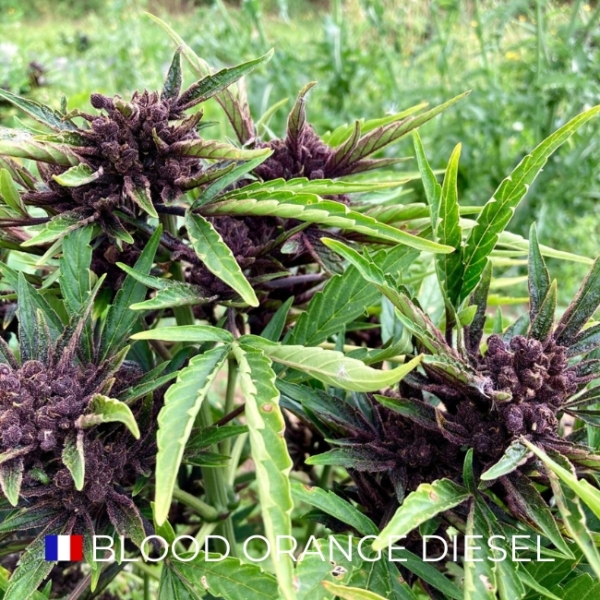 BLOOD ORANGE DIESEL CBD - FRANCE - Image 5