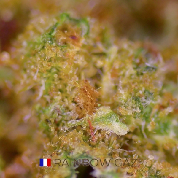 RAINBOW GAZ CBD - COLLAB' HAPPY POUSSE & CBD EN PROVENCE - FRANCE - Image 3