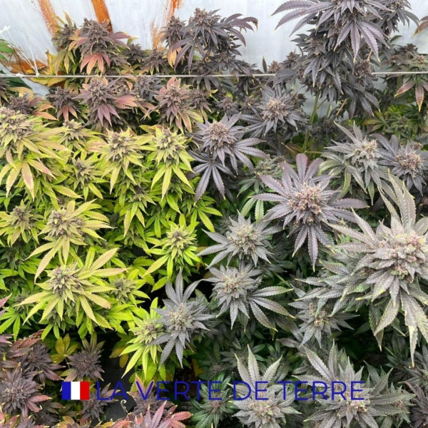 SKUNK DREAM CBD - INDOOR - FRANCE – Image 4