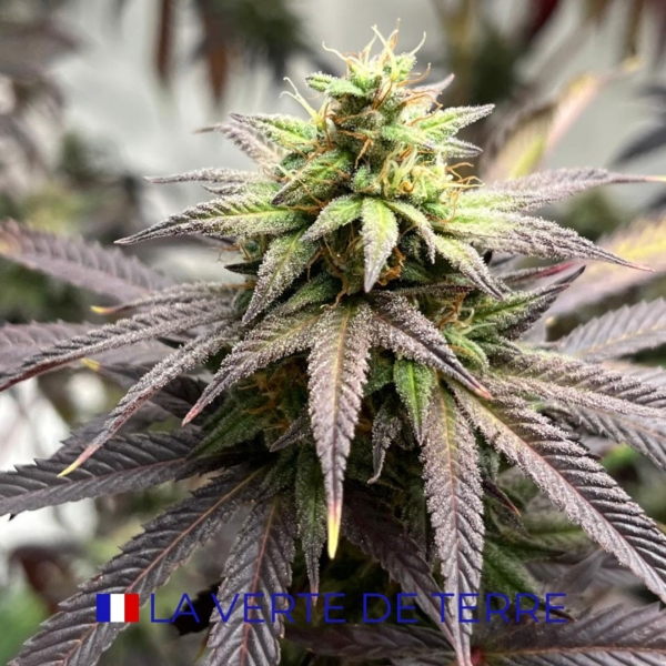 SKUNK DREAM CBD - INDOOR - FRANCE – Image 6