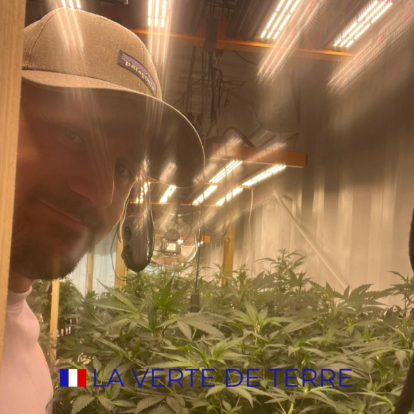 SKUNK DREAM CBD - INDOOR - FRANCE – Image 3