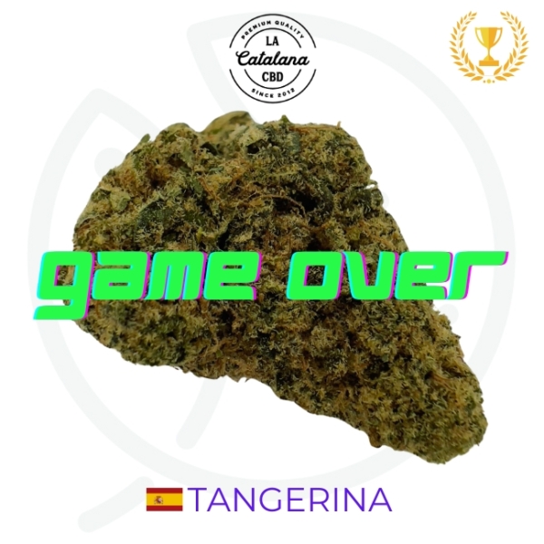 TANGERINA CBD - INDOOR - ESPAGNE