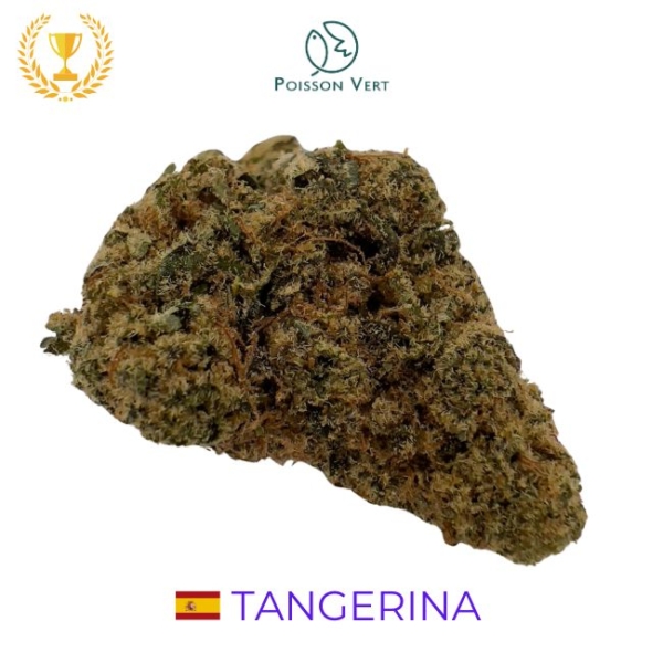 TANGERINA CBD - INDOOR - ESPAGNE