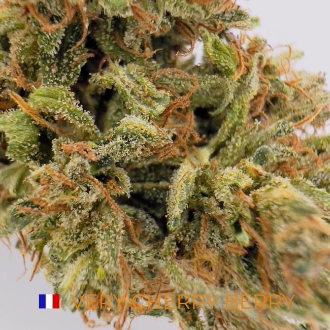 VERY CHERRY BERRY CBD - SOL VIVANT - BIO – Image 2