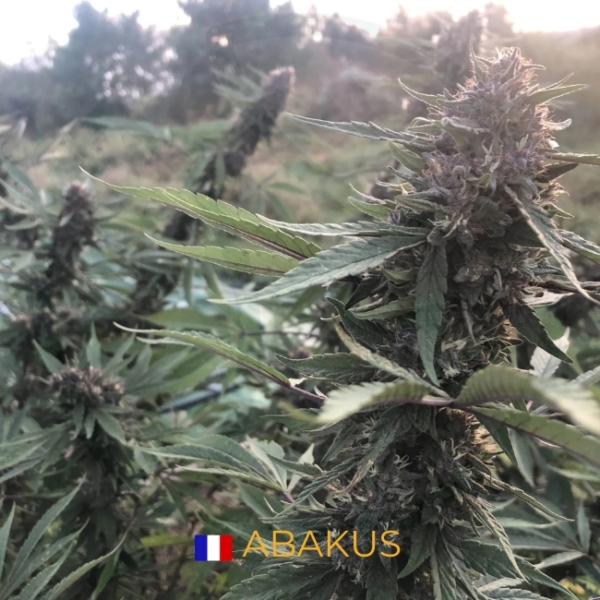 ABAKUS CBD - SOL VIVANT BIO - FRANCE – Image 3