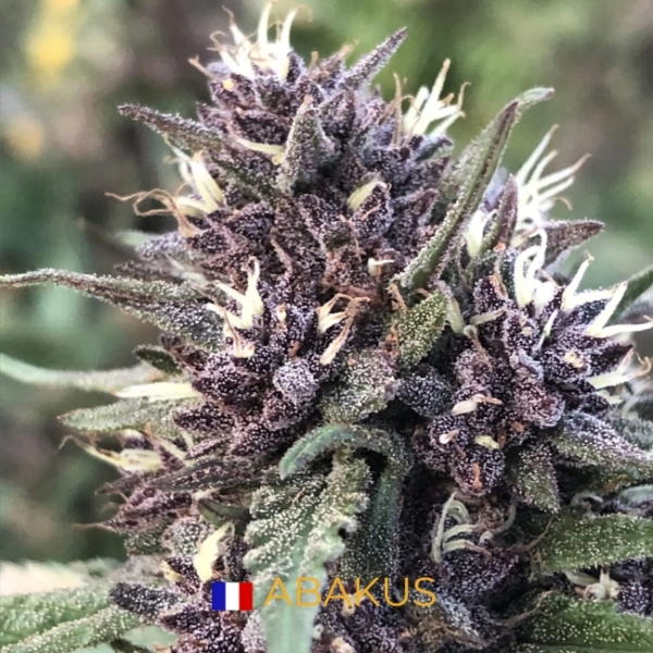 ABAKUS CBD - SOL VIVANT BIO - FRANCE – Image 4