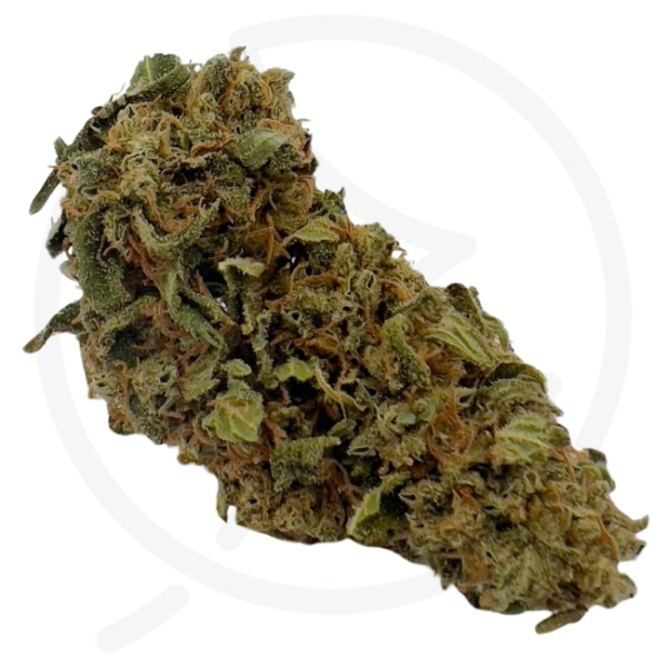 MANGO BIO CBD - GREEN HOUSE - FRANCE – Image 2