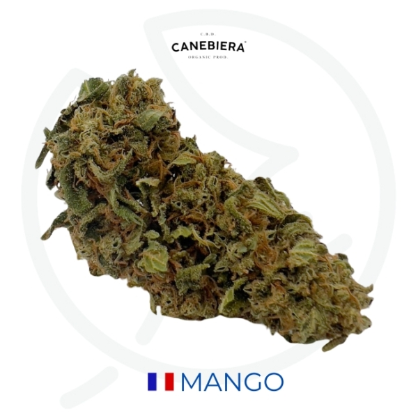 MANGO BIO CBD - GREEN HOUSE - FRANCE