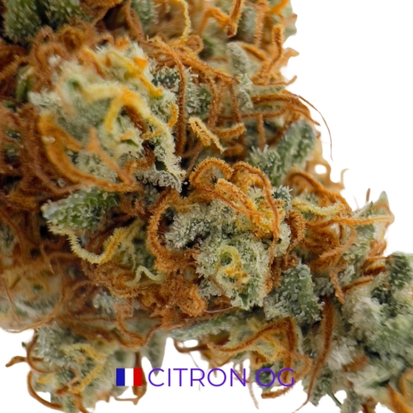 CITRON OG CBD - INDOOR – Image 2