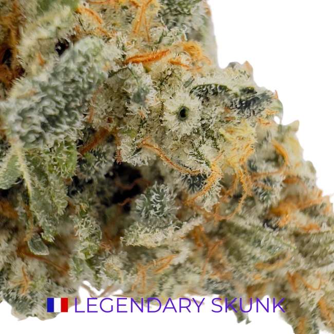 LEGENDARY SKUNK CBD - INDOOR – Image 2