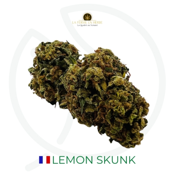 LEMON SKUNK CBD - OUTDOOR