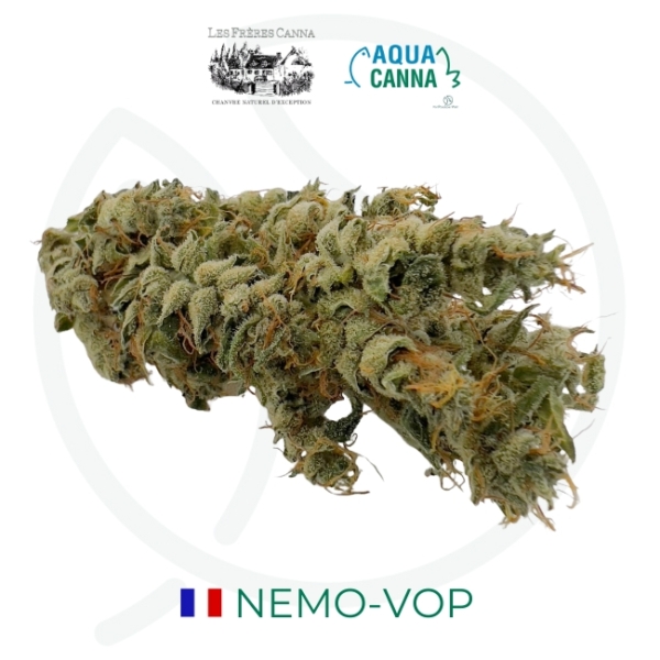 NEMO-VOP CBD - AQUAPONIE INDOOR