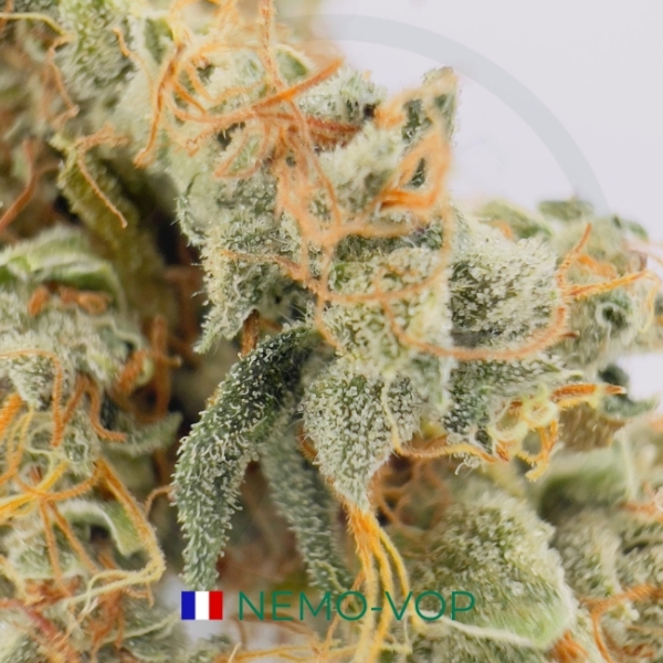 NEMO-VOP CBD - AQUAPONIE INDOOR – Image 2