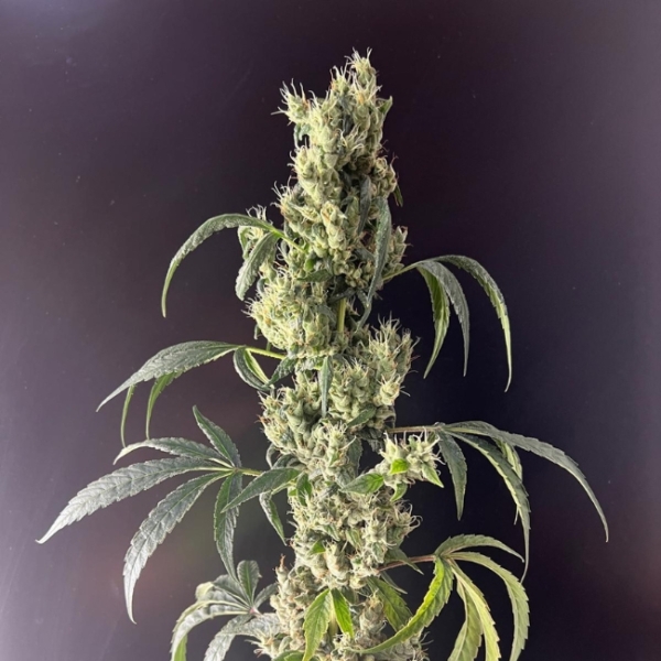 NEMO-VOP CBD - AQUAPONIE INDOOR – Image 4