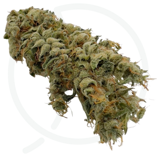 NEMO-VOP CBD - AQUAPONIE INDOOR – Image 3