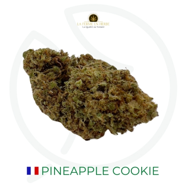 PINEAPPLE COOKIE CBD - OUTDOOR