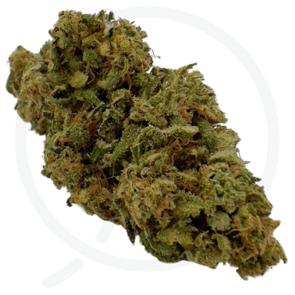 SOUR HAWAÏAN HAZE CBD - LIVING SOIL – Image 2