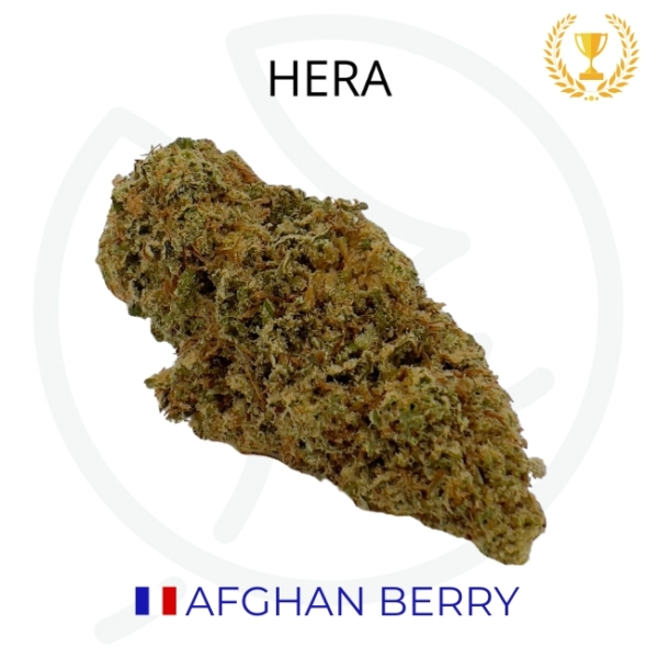 AFGHAN BERRY CBD - GREEN HOUSE
