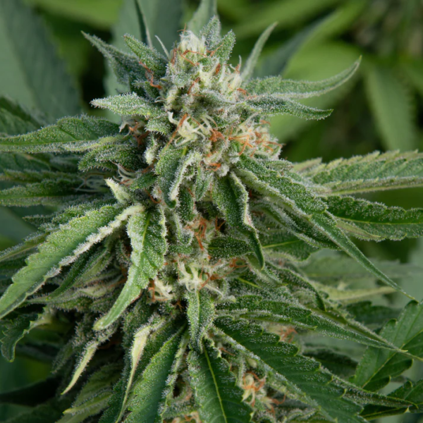 AFGHAN BERRY CBD - GREEN HOUSE – Image 5