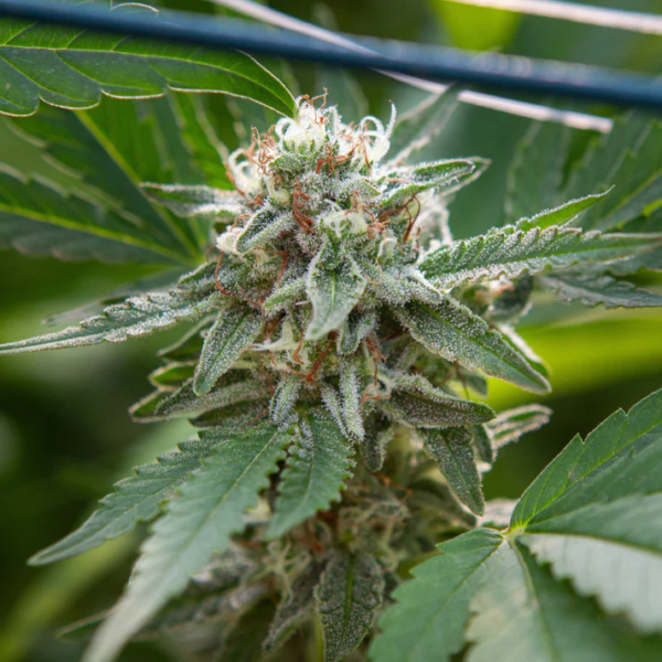 AFGHAN BERRY CBD - GREEN HOUSE – Image 6