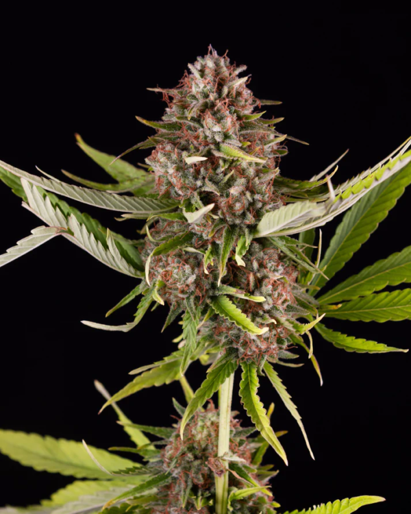 KUSH CAKE 8 CBD - GREEN HOUSE – Image 5