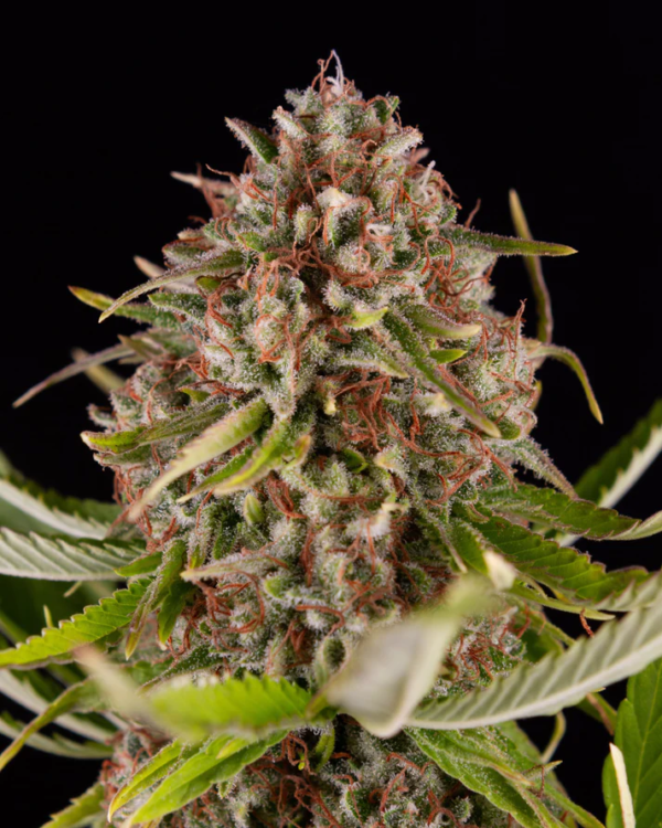 KUSH CAKE 8 CBD - GREEN HOUSE – Image 6