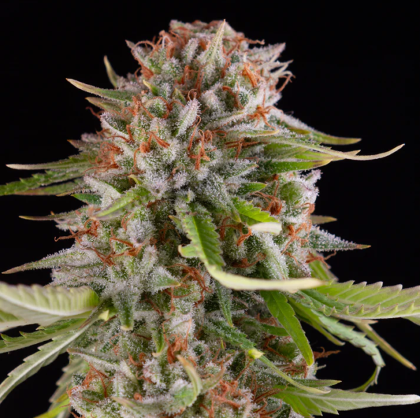 INTERSTELLAR CBD - GREEN HOUSE – Image 6