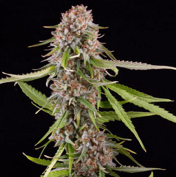 INTERSTELLAR CBD - GREEN HOUSE – Image 5