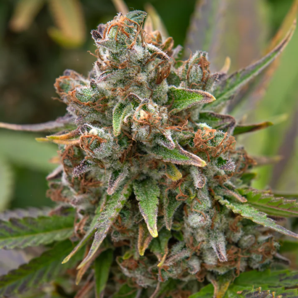AFGHAN BERRY CBD - GREEN HOUSE – Image 4