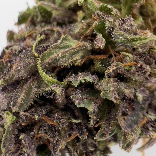 LEGENDARY OG CBD - LIVING SOIL – Image 3