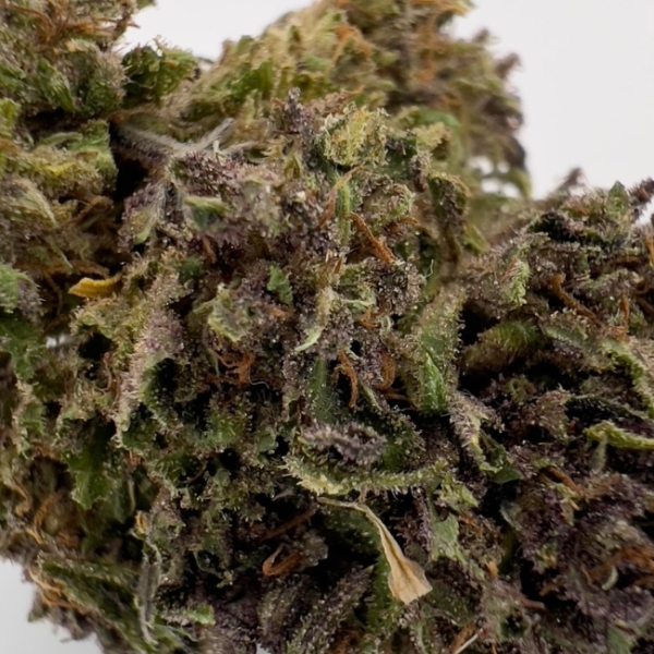 LEGENDARY OG CBD - LIVING SOIL – Image 4