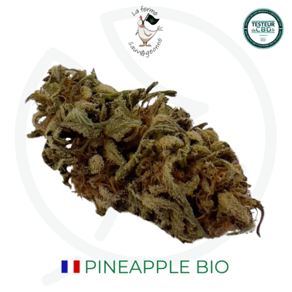 PINEAPPLE CBD - BIO