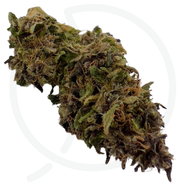 PLATINUM PANTHER CBD - LIVING SOIL – Image 2
