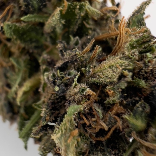 PLATINUM PANTHER CBD - LIVING SOIL – Image 3