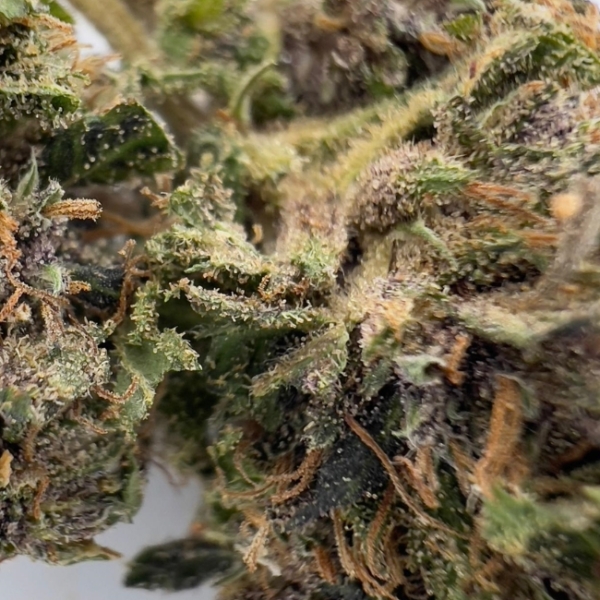PLATINUM PANTHER CBD - LIVING SOIL – Image 4