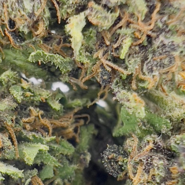 SAPPHIRE KUSH - GREEN HOUSE - BIO – Image 4