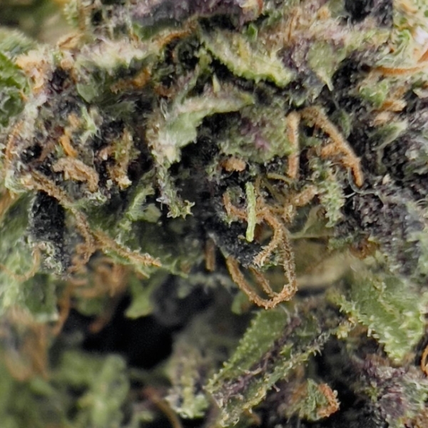 SAPPHIRE KUSH - GREEN HOUSE - BIO – Image 3