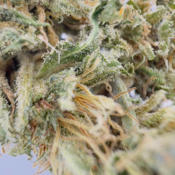 SHAO K CBD - LIVING SOIL – Image 3