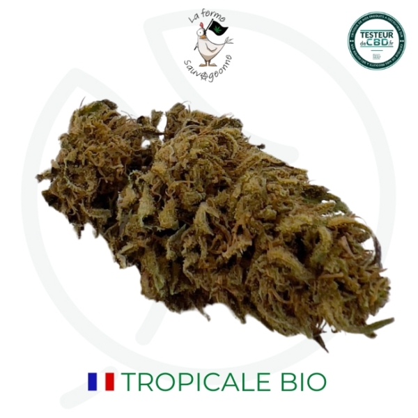 TROPICALE CBD - BIO