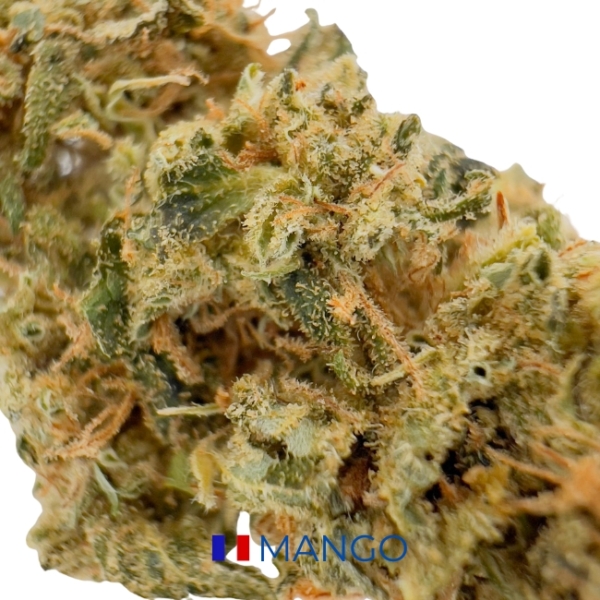 MANGO BIO CBD - GREEN HOUSE – Image 2
