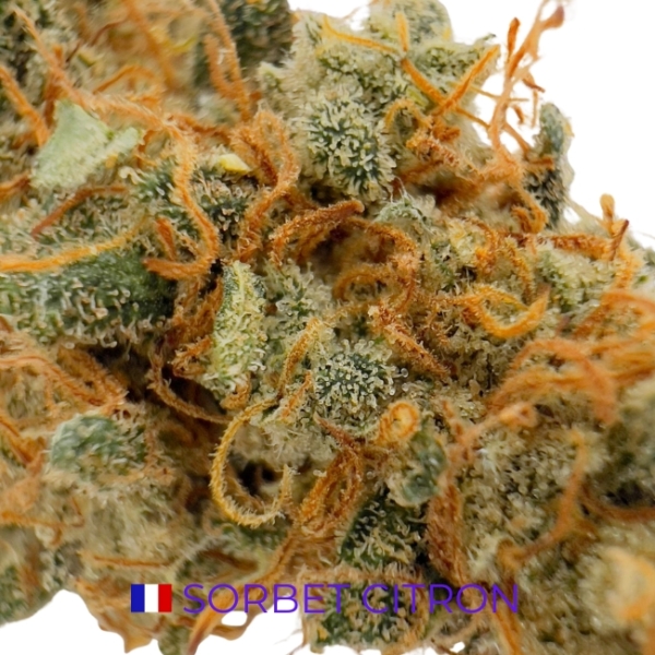 SORBET CITRON CBD - INDOOR – Image 2